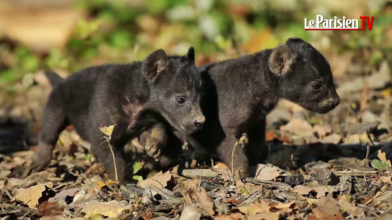Au zoo de Thoiry, les bébés de la hyène Shenzi sont nés… et se portent à merveille !