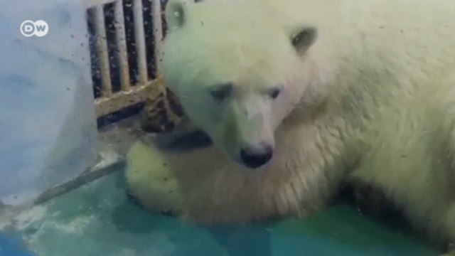 Urso polar “mais triste do mundo” vive em Aquário em shopping
