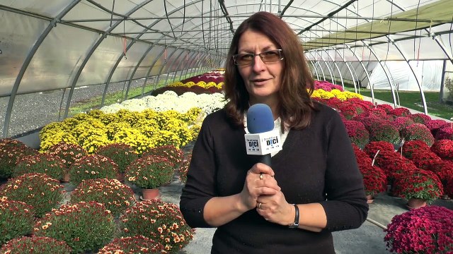 D!CI TV - Des chrysanthèmes de toutes les couleurs à Théus au Gaec des Demoiselles Coiffées
