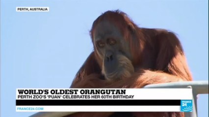 Australia: Perth zoo's Puan, the world's oldest Orangutan, celebrates her 60th birthday!