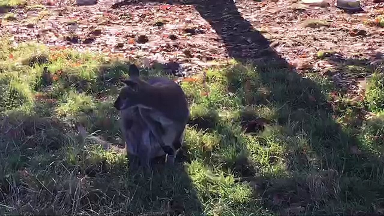 La Meuse-Luxembourg: des Wallabies à Freylange
