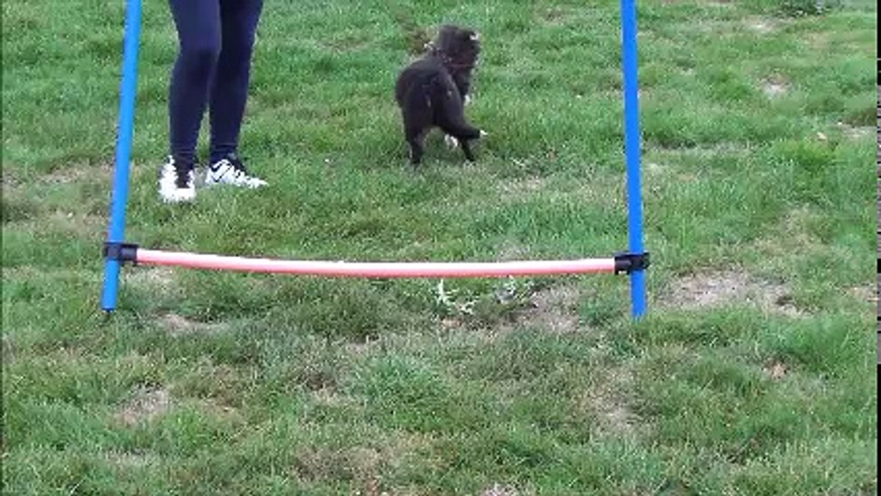 Misky berger shetland