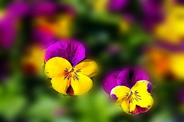 광주건마 BamWar007.com 업소별 출근부 확인