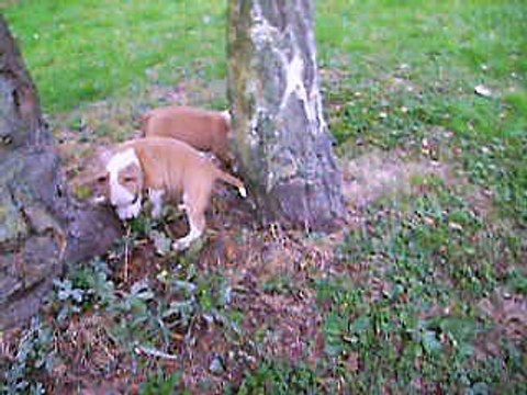 vidéo du 27.10.16 des 4 chiots disponibles à la réservation,2 mâles et 2 femelles nés le 06.09.16...