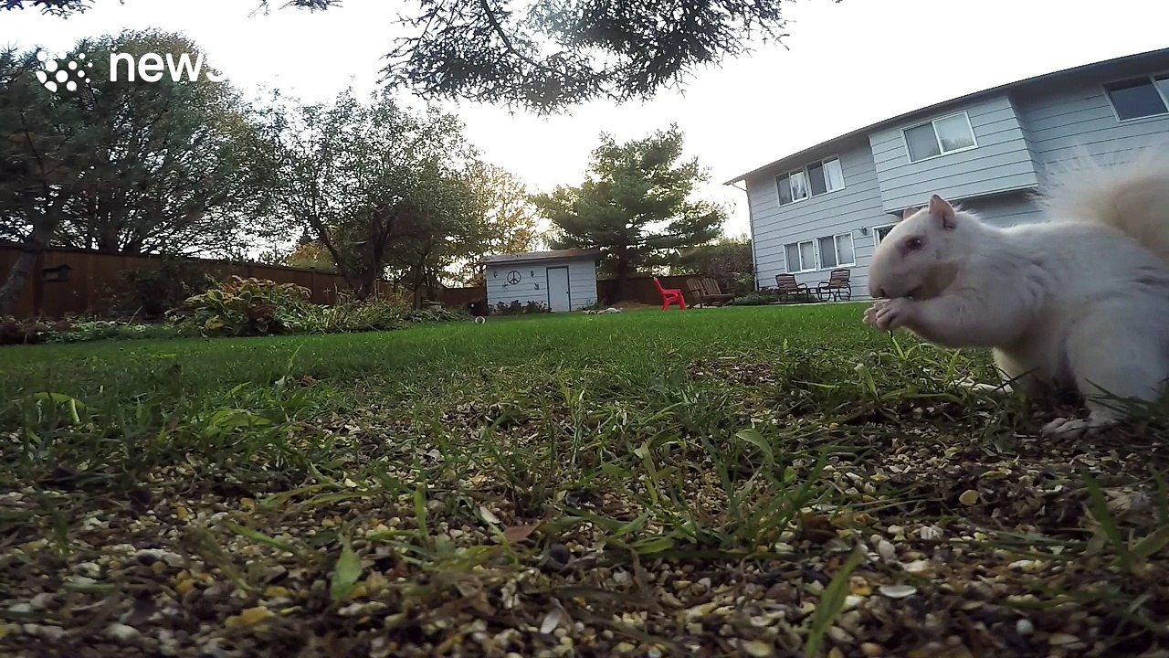 Close up footage of albino squirrel eating