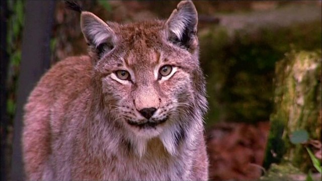 WWF-Bericht: Mensch beutet Erde brutal aus