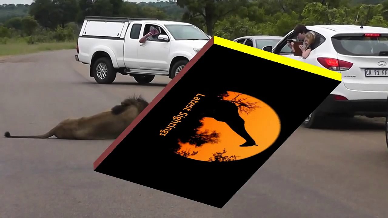 Lion Shows Tourists Why You Must Stay Inside Your Car - Latest Wildlife Sightings