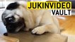 Funny Pugs Compilation from the JukinVideo Vault