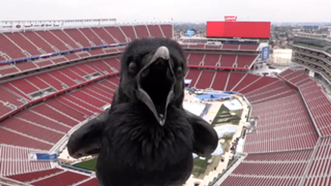 Stadium Series webcam surprise visitor