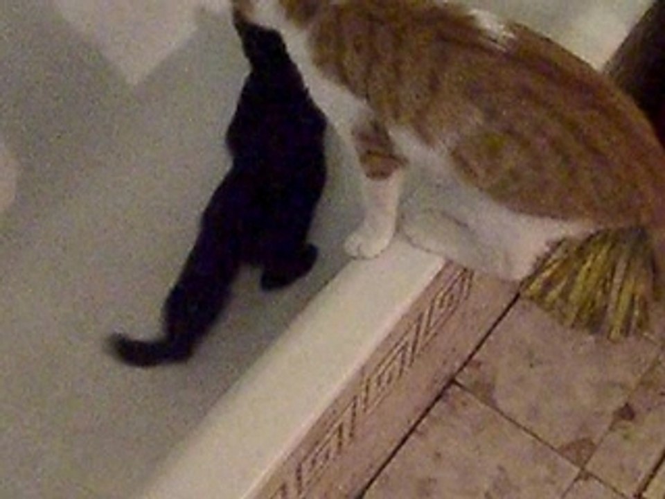 Bataille dans la baignoire