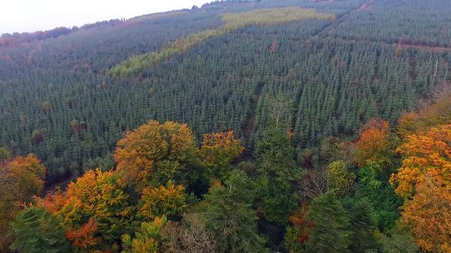Une étrange croix celtique apparaît pendant le survol d'une forêt