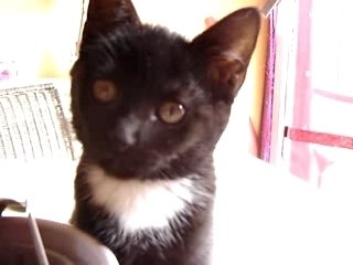 Cerise, une imitatrice de talent!