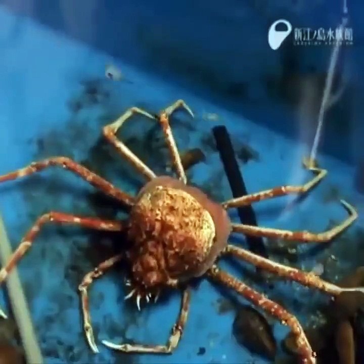 Mucize Şahit Olun Kabuk Değiştiren Hayvanlar