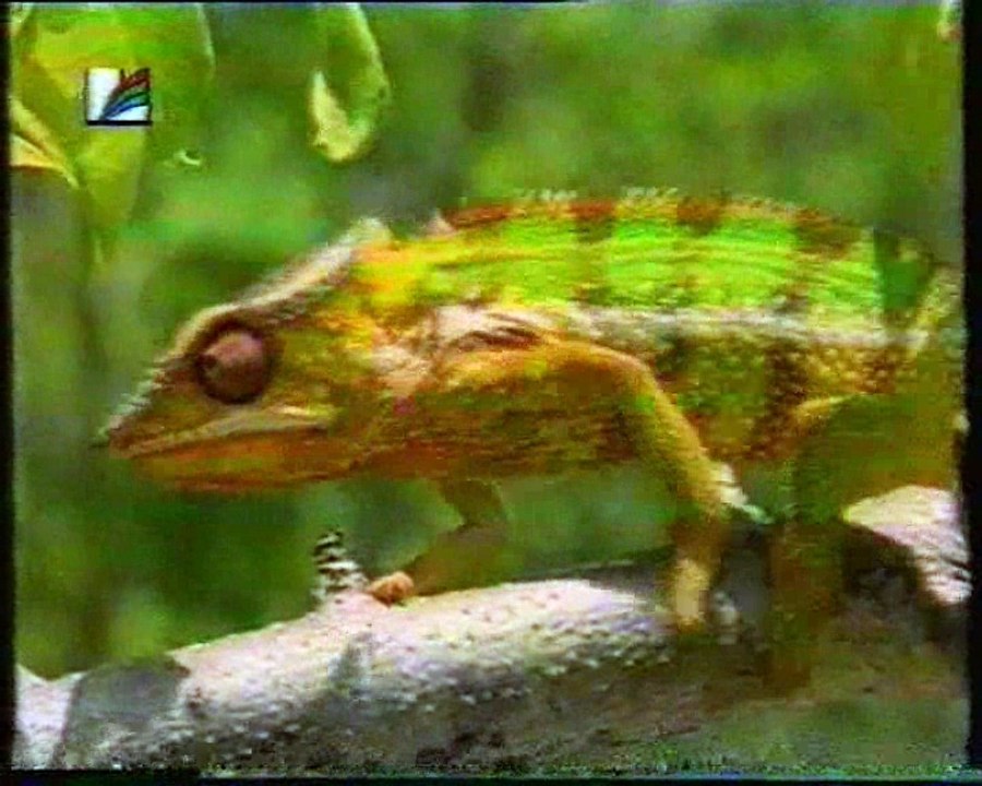 הפלא שבחיות הפרא-קסם האיים