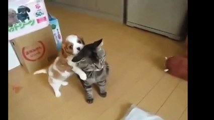 Котощенячья милота. Смешные приколы кошки собаки