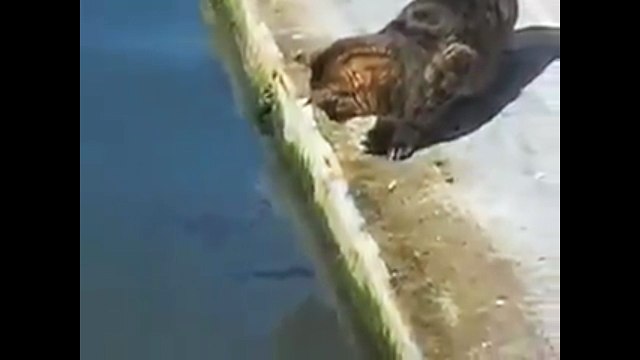 Кот-рыболов. Смешные приколы кошки