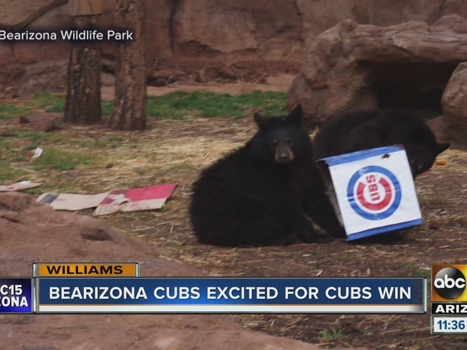 Bearizona rooting for the Cubs