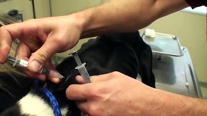 He Needs Some Food Quick!(360p)