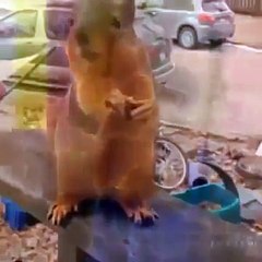 bu kadar komik ve tatlı