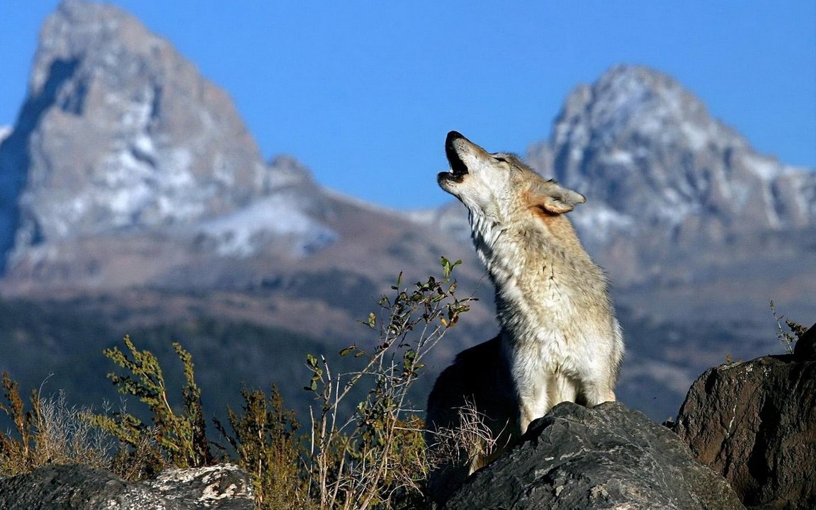 We where wolf michael song
