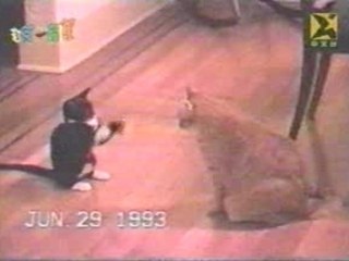 Humour - Combat De Chat