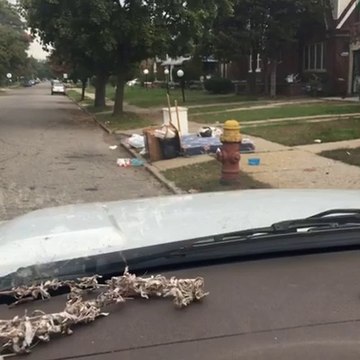 Abandonné, ce pitbull a attendu un mois le retour de ses maîtres