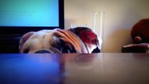 Benny playing peek a boo (English bulldog puppy) Funny