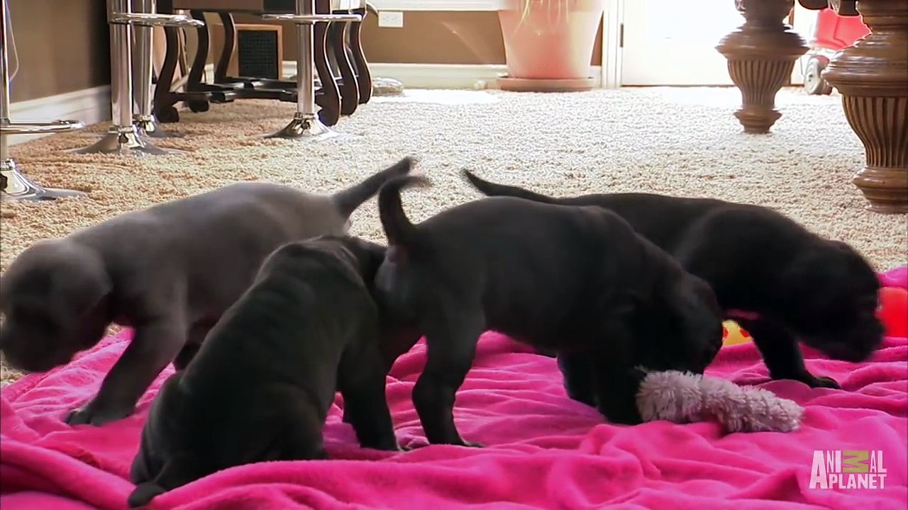Neo Mastiff Puppies Play Hide-and-Seek from Dad | Too Cute!