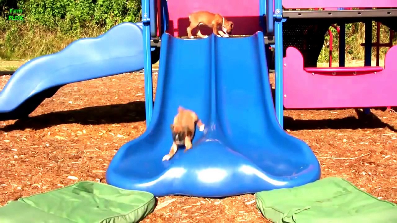 Puppies on Slides Compilation 2013