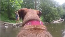 GoPro perspective: Dog fetches stick from river