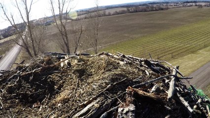 Curious osprey lands on camera and pecks it