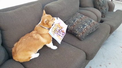 Harlan the Corgi Rips Up the Kentucky Wildcats