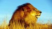 Top 10 Boar Attack - Wild Boar Attacks Leopard, Lion, Dog, Rhino, Tiger...