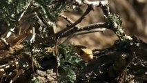 Honey Badger Eats Snakes Deadliest killers Hunger Race