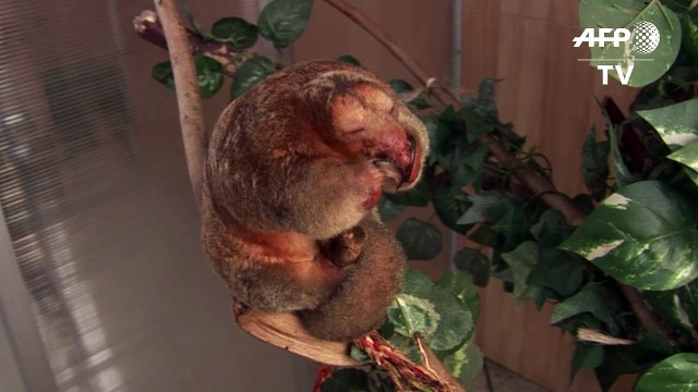 Osos hormigueros pigmeos, huéspedes de lujo en un zoo de Perú