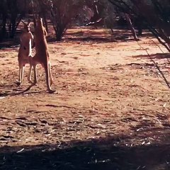 Bob and Bowie Practice Kickboxing