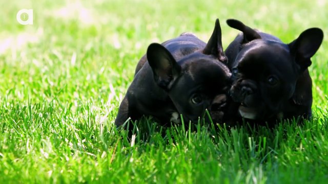French Bulldog Facts