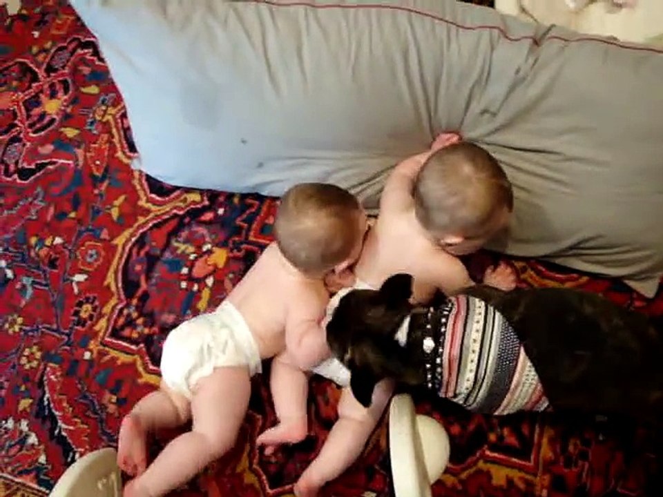 French Bulldog making babies laugh - HaHaHa