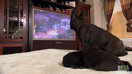 French Bulldog Pup Lives on the Edge   Too Cute!