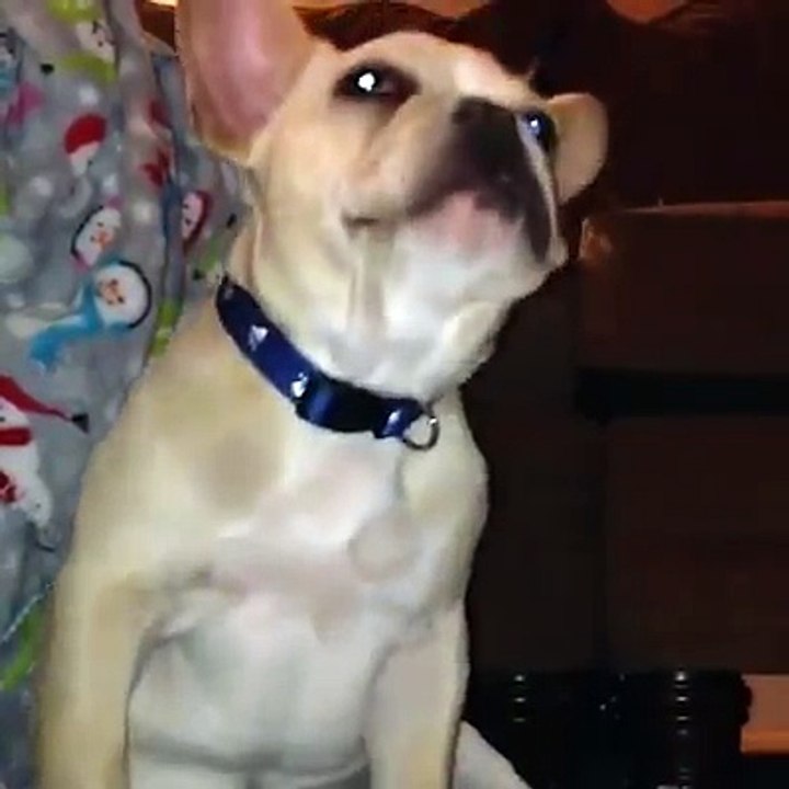 Os momentos mais engraçados de cães que "lutam" contra o sono