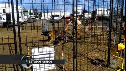 Tigre arrasta treinadora durante apresentação nos Estados Unidos