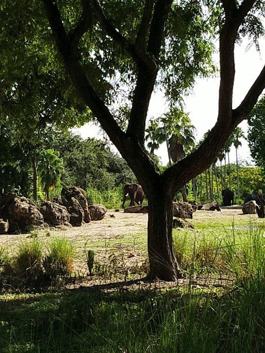 Little Elephant running