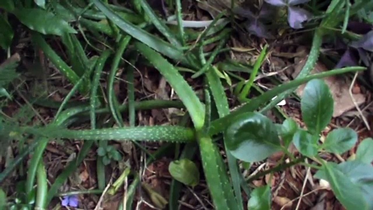 Plantas Medicinais - Plantes médicinales -  Babosa (aloe vera )