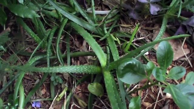 Plantas Medicinais - Plantes médicinales - Babosa (aloe vera )