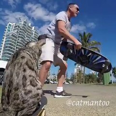 O gato "skater" que dá "high five" ao seu dono como elogio pelo esforço no treino