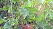 Plantas Medicinais - Plantes médicinales - Jurubeba (Solanum paniculatum)