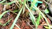 Plantas Medicinais - Plantes médicinales - Capim cidreira (Cymbopogon citratus)