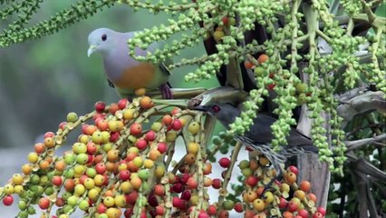 Beautiful Quran in video- Surah Ar-Rahman (Most Merciful) with translation HD