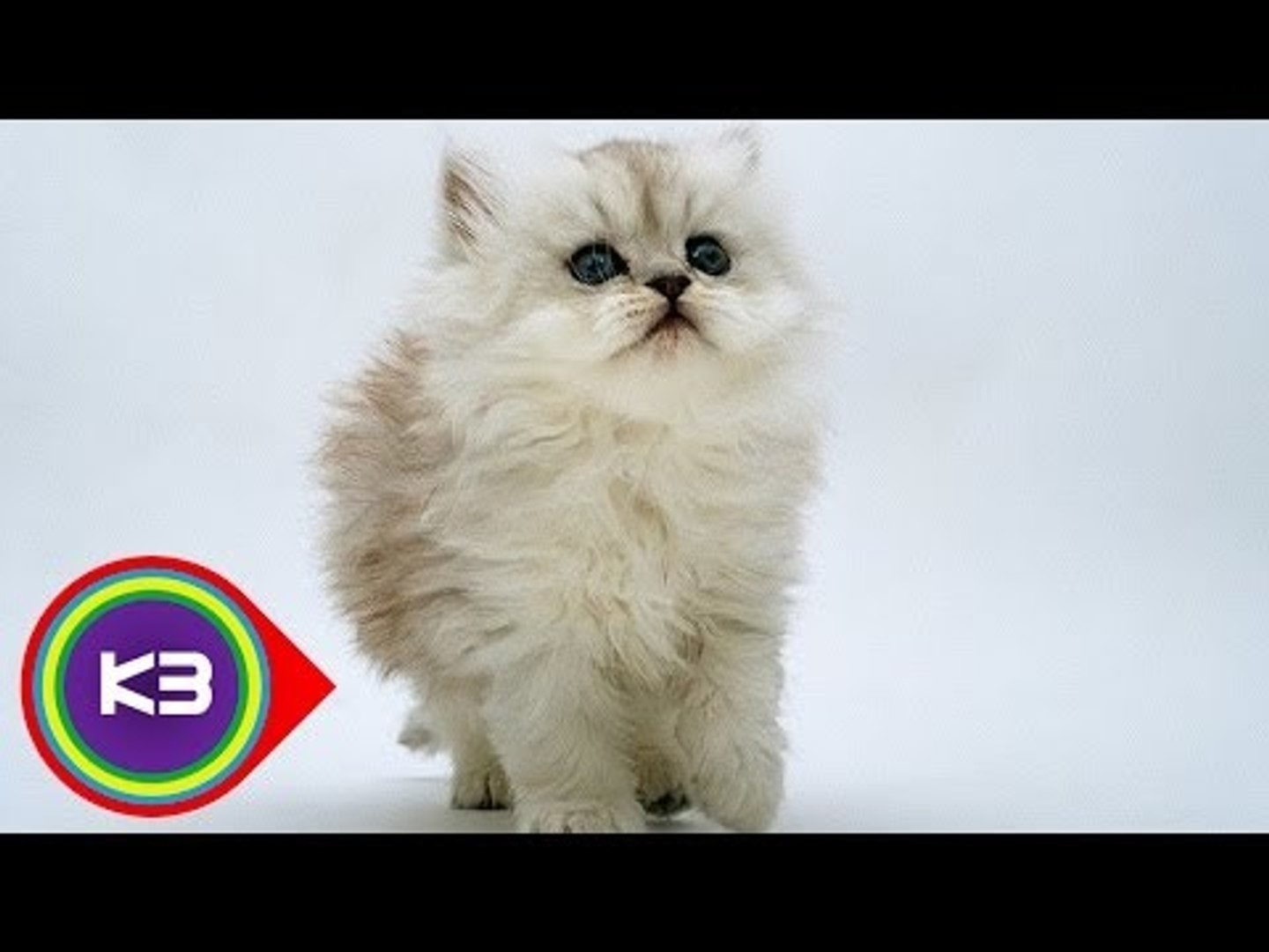 10 Most Popular Cat Breeds Around The World