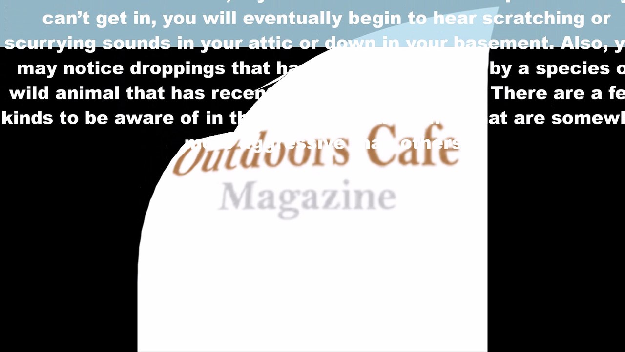 Food Ideas for Camping Trips